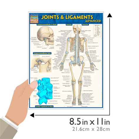 Quickstudy Joints And Ligaments Advanced Study Guide 9781423224181