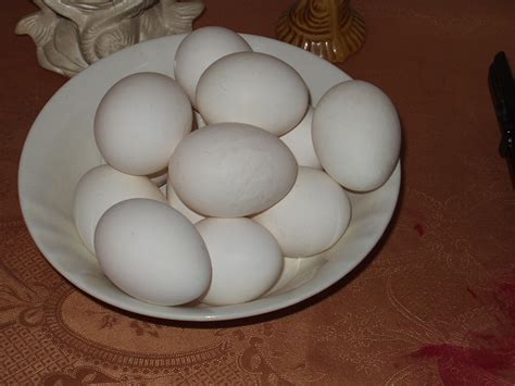 Filewhite Eggs Wikimedia Commons
