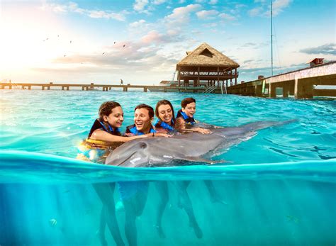 Dolphin Royal Swim Vip Isla Mujeres