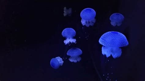 White Spotted Jellyfish Beautiful Lisbon Oceanarium 2016 Youtube