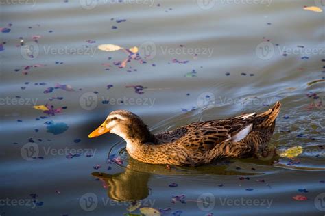 Lonely Duck In The Middle Of The Pond 14516267 Stock Photo At Vecteezy