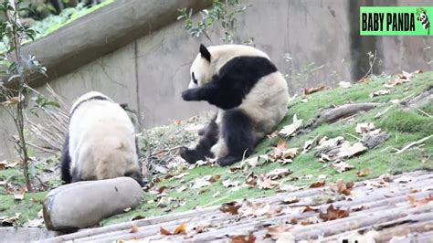 Baby Panda Cute Pandas Funny Pandas Best Compilation21 Youtube