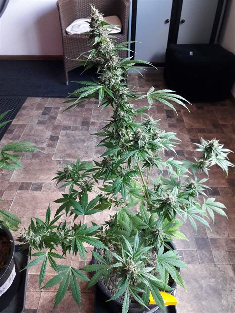 Day 55 of the northern lights x big bud autoflower. Northern Light x Big Bud Auto, White Diesel Haze Automatic ...