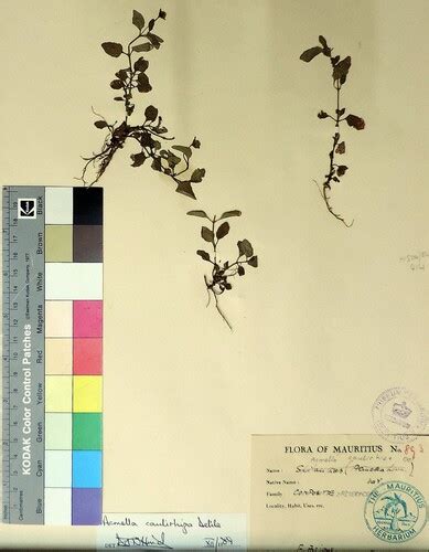 Acmella Caulirhiza Delile Species