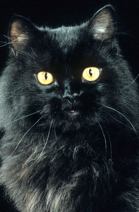 Black Persian Cat Photograph By Larry Allan