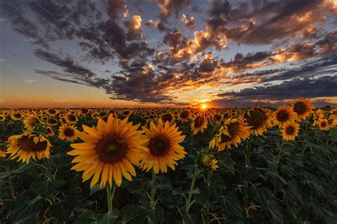 Sunset Over A Sunflower Field Nature Stock Photos Creative Market