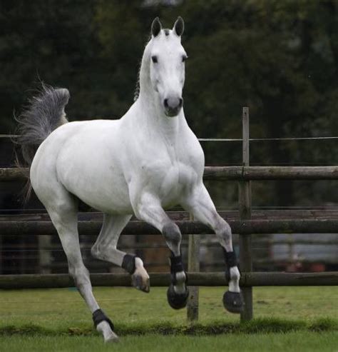 10 Most Expensive Horse Breeds In The World Artofit