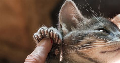 5 Alternatives To Declawing Your Cat That Involve Adding More Claws