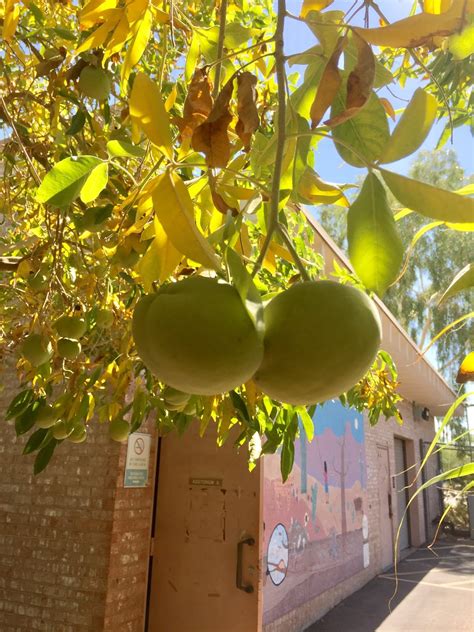 We offer over 25 different varieties of citrus trees, from calamondia to valencia orange trees in our mesa, gilbert, and queen creek nurseries. Fresh off the vine: Rare Fruit Trees in AZ