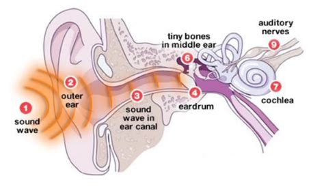 The Mechanism Of Hearing A General Overview