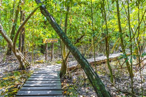 Tropical Jungle Plants Trees Wooden Walking Trails Sian Kaan Mexico