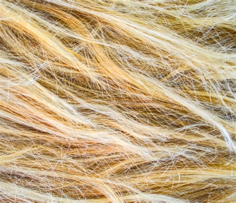 Blonde Hair Texture Stock Photo Image Of Silk Glossy 151680922