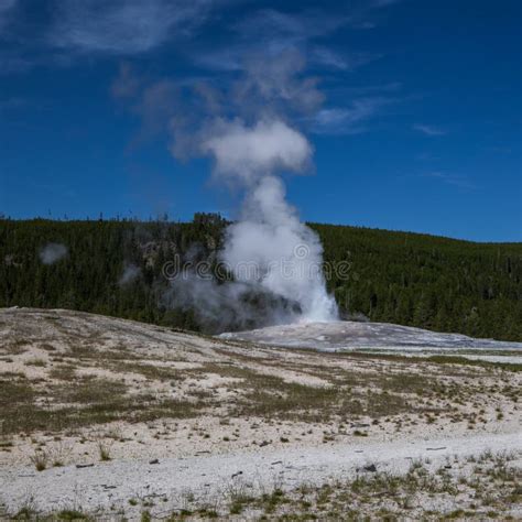 Old Faithful Geyser Erupting In Summer Yellowstone National Park Wyoming Hot Springs Stock