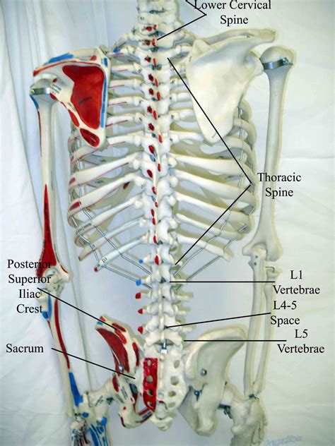 Anatomical Name Of Lower Back Muscles Lumbar Spine Anatomy