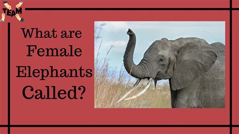 What Are Female Elephants Called Interesting Questions Tech Events