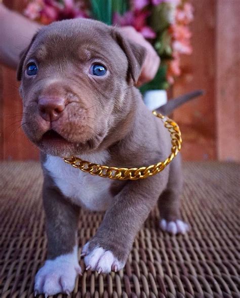 Name This Adorable Puppy 😍 Pitbull Puppies Cute Puppies Pitbull Dog