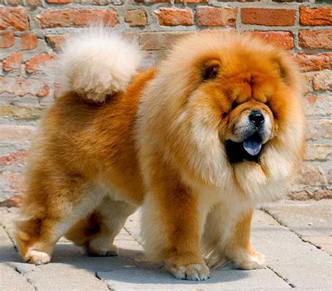 Chow Chow Dog Breed Information Images Characteristics Health