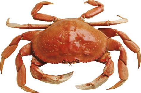 Free Transparent Crab Download Free Transparent Crab Png Images Free