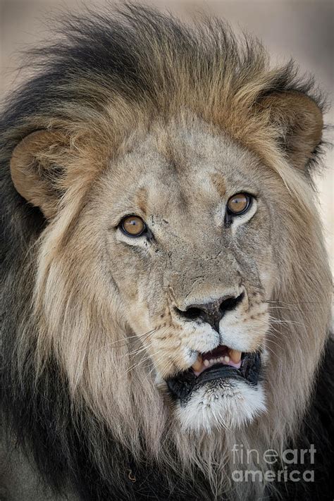 Black Maned Lion Photograph By Tony Camacho