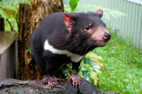 10 Tasmanian Devil Facts You Need To Know Sightseeing Scientist