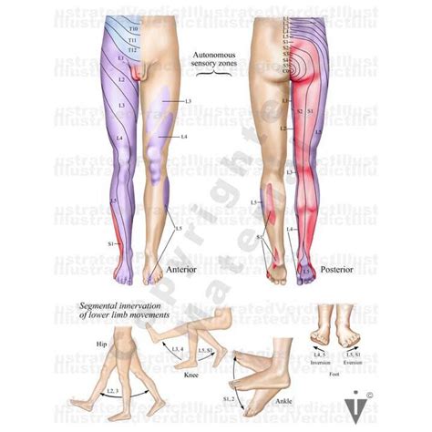 Tanterem Szoros Sz J Malac Dermatomes Of Leg And Foot Kamera V Lasz Antagonista