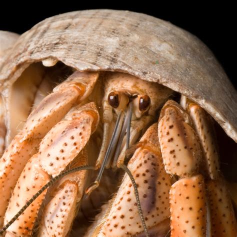 Hermit Crabs Facts And Photos