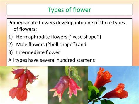 Pomegranate Flower Morphology