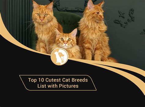 Top 10 Cutest Cat Breeds List With Pictures