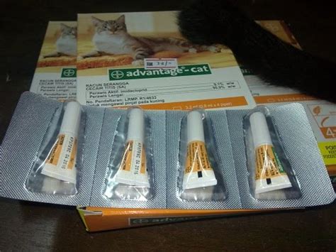 Bila kuTu kucinG hanyA 'Purak-puraK' PenGsan! | KaDangKala ...