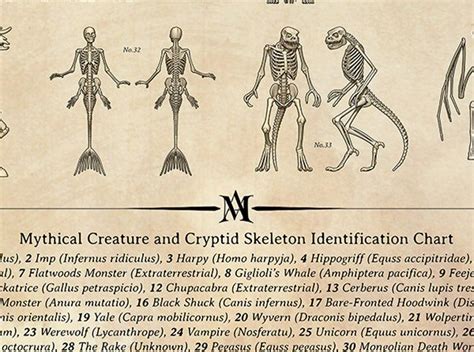 Mythical Creature And Cryptid Skeleton Identification Chart Etsy In
