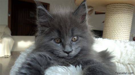 They get more fluffy each month, and by 1 year of age they have approximately 1 long fur with a somewhat. The Blue Maine Coon - Maine Coon Expert