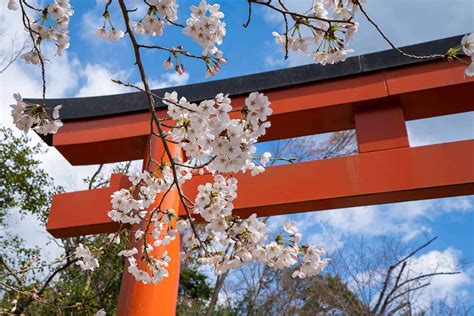 14 Stunning Places To See Kyoto Cherry Blossoms On And Off The Beaten