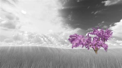 Abstract Cherry Tree Background Motion Graphics Videohive