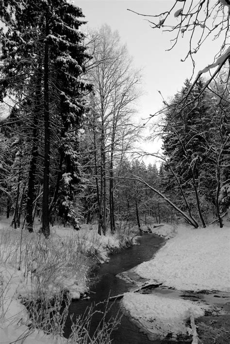 Free Images Tree Nature Forest Branch Snow Winter Black And