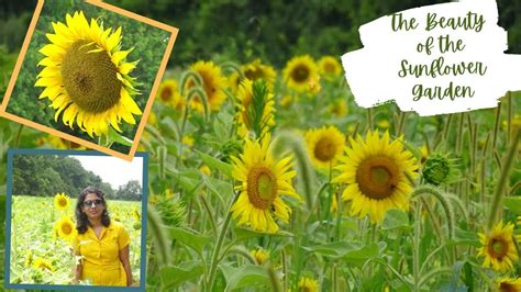 The Beauty Of The Sunflower Garden In Usa Mckee Beshers Wildlife