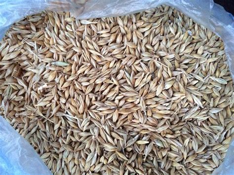 Wheat Grains For Sale Lans Grupo