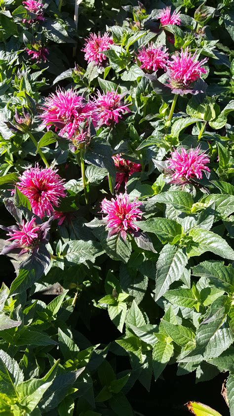 Flowering herbs work well to attract bees because of their strong scent. 'Bubblegum Blast' Monarda | Zone 4 perennials, Hummingbird ...