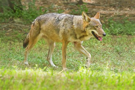 Red Wolf Canis Rufus In Captivity Photograph By Danita Delimont
