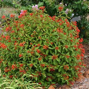 Dwarf Firebush Hamelia Patens Compacta 1 Gallon Shrub Tropical