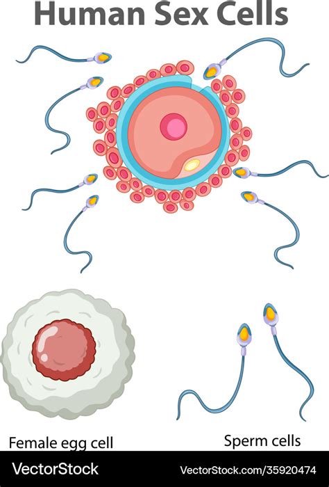 Diagram Showing Human Sex Cells On White Vector Image