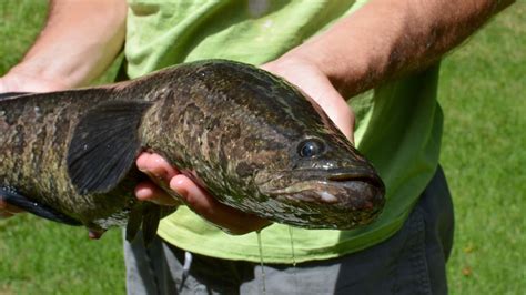 Walking Nightmare Invasive Fish That Moves And Breathes On Land