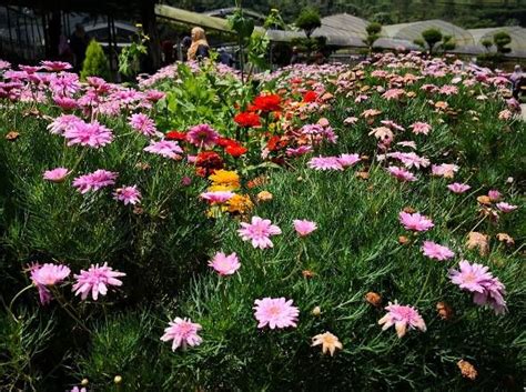 Cameron highlands resort, tanah rata. Agro-Technology Park Mardi - Tempat Menarik Di Cameron ...