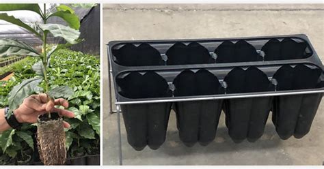 Air Pruning Containers Offer Labor And Health Benefits As Well