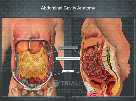 Omentum Abdominal Cavity Anatomy Trialexhibits Inc Free Nude Porn Photos