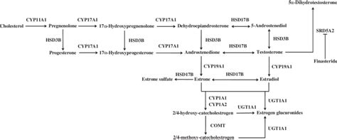 Sex Steroid Hormone Biosynthesis And Metabolism Pathway