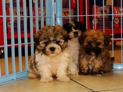 These rambunctious little pups are friendly, smart, sweet, and somewhat mischievous if given the opportunity. Yorkie Poo, Puppies For Sale, In Jacksonville, Florida, FL ...