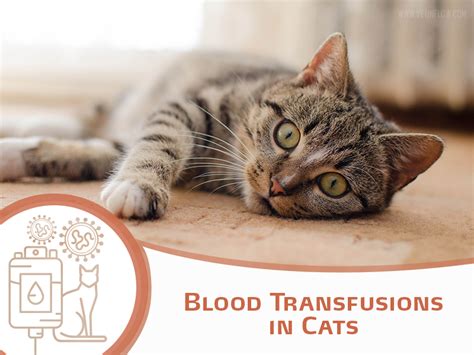 Blood Transfusions In Cats Improve Veterinary Education Us