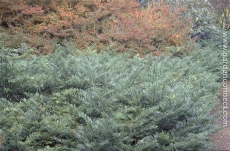 Japanese Plum Yew Plant Finder Knights Garden Centres