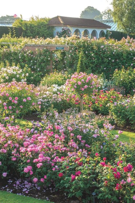 David Austin Roses Rooted In Tradition Flower Magazine