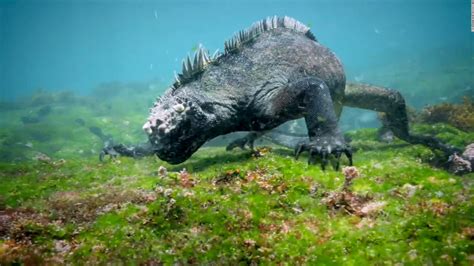 Watch Godzilla Like Sea Creature Use Razor Sharp Teeth Cnn Video